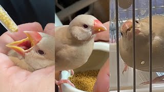 【ベタ慣れ】シナモン文鳥の雛 挿し餌から一人餌まで  javasparrow