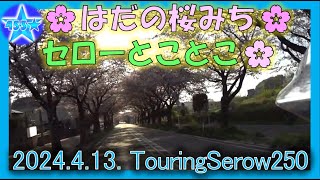 はだの桜みち(神奈川最長6.2km)🌸桜並木の下を行く_240413_serow250とことこ