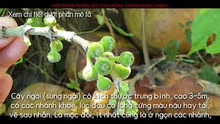 91-Cây ngái (sung ngái) có kích thước trung bình, cao 3-5m, có các nhánh khoẻ, lúc đầu có lông