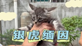 收猫日常，有癣的银虎缅因猫、