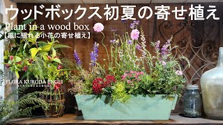 ウッドボックス初夏の寄せ植え【風に揺れる初夏の草花を使って】-フローラ黒田園芸-＊字幕をONにしてご覧いただくと、解説が入ります。4K ULTRA HD