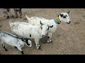 daur bakra mandi update daur mandi kamori goats pateri bakriyan teddy goats barbari goats