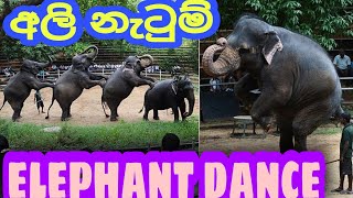 Elephant dance අලි පැංචන්ගේ අලි නැටුම් ගජගා වන්නම srilanka elephant dance.gajaga wannama remix