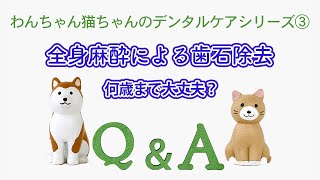 全身麻酔による歯石除去、何歳まで大丈夫？