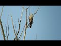 뻐꾸기 울음소리 탐조 디지스코핑 common cuckoo birder digiscoping