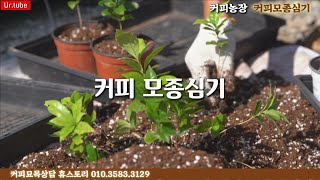 커피나무 커피모종심기 in 휴스토리