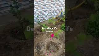 Desi Village Life Style|| Village life|| #village #villagelife #villagevlog #lifestyle #beautiful