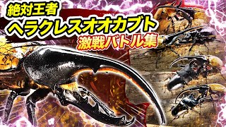 【どっちが強い!?】絶対王者へラクレスオオカブトの激戦バトル集！ #昆虫バトル