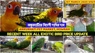 Ankurhati Pet Market Visit 2024 |অঙ্কুরহাটিতে বিদেশী পাখির দাম।Recent Week Bird Price|1st March 2024