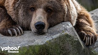 The case for a ‘bear market bounce’ and more inflation coming up | Market Recap Today