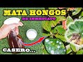 SOLUCIÓN DEFINITIVA a los HONGOS con este FUNGICIDA CASERO para plantas