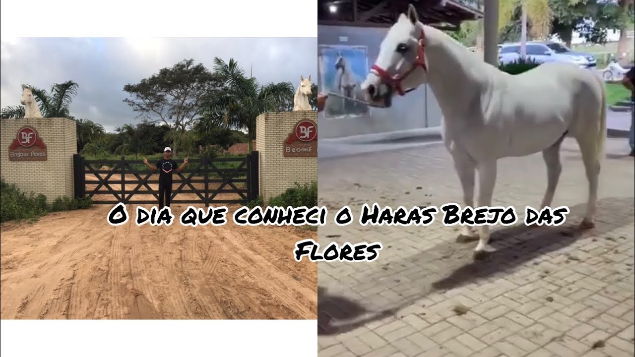 O Dia Que Visitei O Haras Brejo Das Flores / Veja O Que Encontrei Por ...