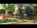 pazhayannur sreeraman കുലുങ്ങി കുലുങ്ങിയുള്ള നടത്തം കണ്ടോ kerala elephants_fetivals_videos