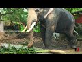 pazhayannur sreeraman കുലുങ്ങി കുലുങ്ങിയുള്ള നടത്തം കണ്ടോ kerala elephants_fetivals_videos