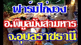 พาไปชมฟาร์มไก่งวงแบบธรรมชาติ