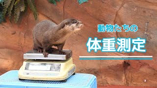 健康チェックは欠かせない☆動物たちの体重測定