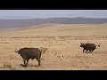 Ngorongoro Crater Lion vs Buffalo