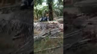 Mxtube.net :: Mesum di kebun sawit videosoad Mp4 3GP Video & Mp3 ...