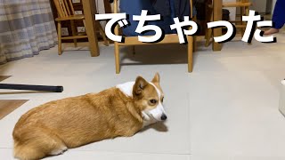 おならがブッとでて家族にくさいと言われる犬【コーギー】