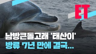 [ET] 쇼 동원 거부했던 ‘태산이’의 순애보…끊이지 않는 돌고래의 비극 / KBS  2022.08.11.