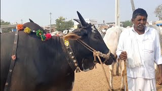 దేవరకద్ర ఎద్దుల సంతలో బ్లాక్ బుల్స్ | Black Bulls | Black tigers 🐅 | Ongole Bulls | oxen prices