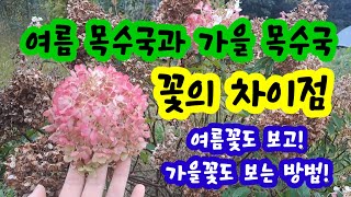 여름목수국 가을목수국 꽃의 차이 1년에 2번 꽂  보는 방법