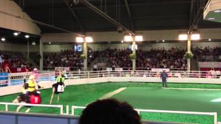 Ostrich Races at The Great State Fair of Texas