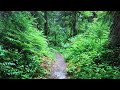 Rainy Day Pacific Northwest | Rain Sounds for Sleeping, Studying, Reading, Homework | White Noise