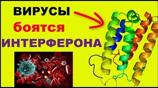 ВИРУСЫ боятся ИНТЕРФЕРОНА , как ОГНЯ