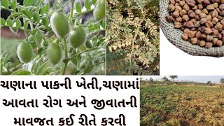 ચણાની આધુનિક ખેતી પધ્ધતિ | ચણામાં આવતા રોગ,જીવાત અને નિવારણના પગલાં | ઉત્પાદનમાં વધારો #gram