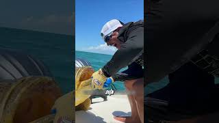 The Fateful Catch and the Battle with the Giant Grouper #fishing