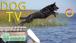 Dog TV: Entertainment  for Dogs - The Ultimate to Ease Your Dogs Anxiety When Ho