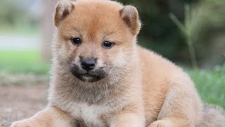 ID:1700　柴犬　赤柴　雄　子犬　生後33日目　shiba　inu