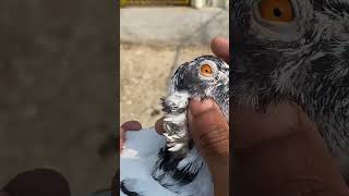 High fly pigeon Andhra Brid￼ #shorts #viral #shortvideo