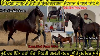 Stallion Yodha Sire Kala kanta ਸੁਣੋ ਹਰ ਇੱਕ ਨਵਾਂ ਬੰਦਾ ਕਿਹੜੀ ਗਲਤੀ ਕਰਦਾ ਘੋੜੇ ਖਰੀਦਣ ਸਮੇਂ #beanttulewal