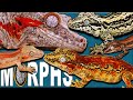 Gargoyle Gecko Morph Guide!