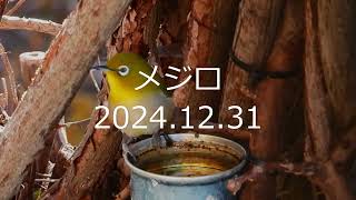 2024.12.31のメジロです