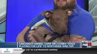 Cincinnati Animal CARE welcomes 'Dogs Playing for Life' to Northside shelter