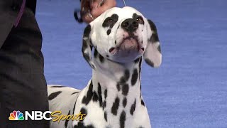 National Dog Show 2011: Best in Show (Full Judging) | NBC Sports