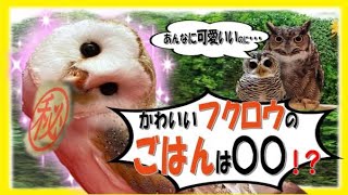 【閲覧注意】かわいいフクロウのごはんは◯◯！？ Do you know what my cute owl eat !?