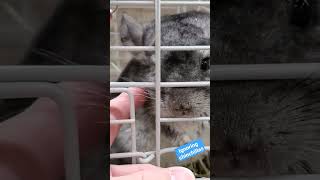 チンチラに無視されるショップ店員　～Ignoring chinchillas～