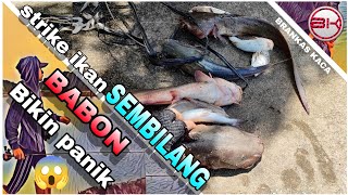 Bahaya mancing ikan Sembilang terdapat racun di tiga patil nya