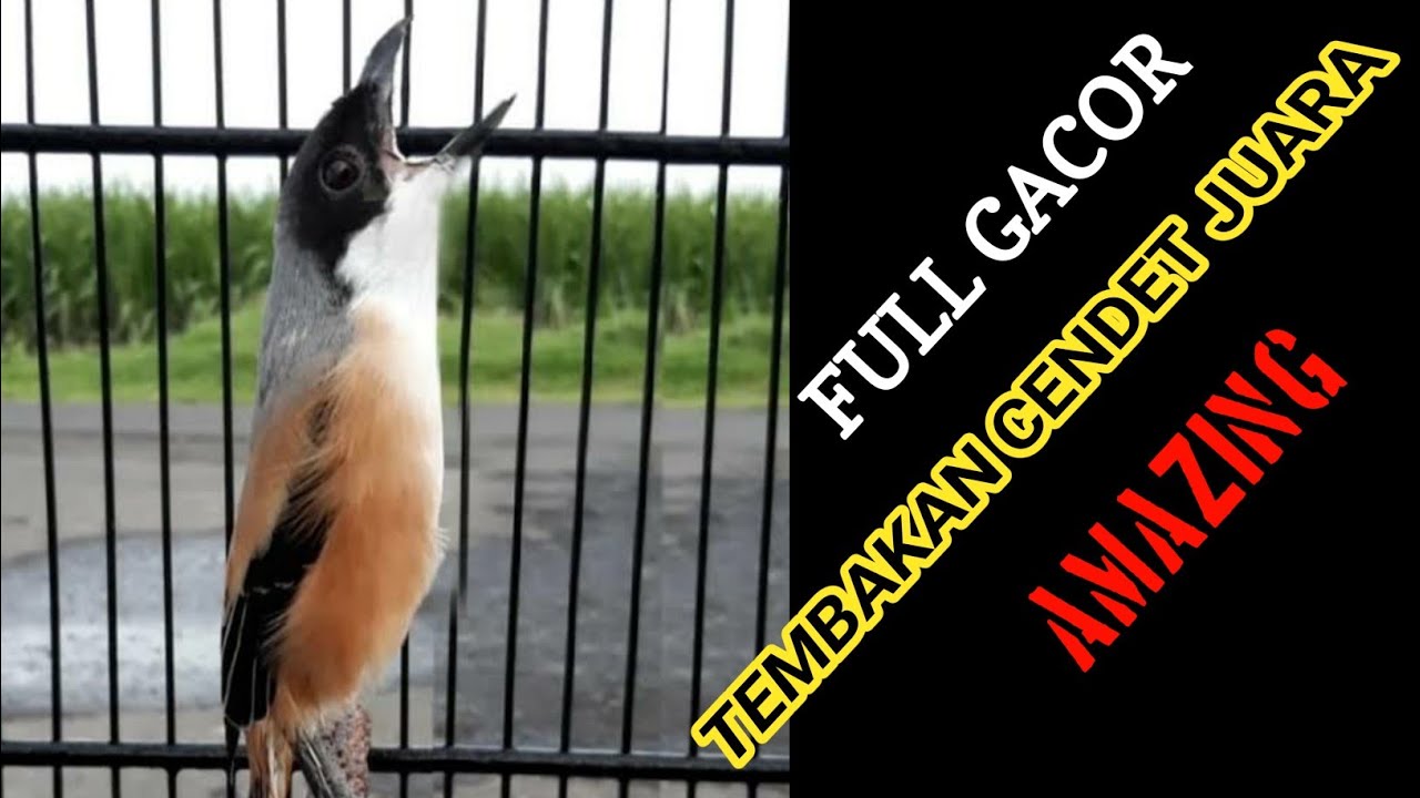 Suara Pancingan Cendet Juara Isian Tembakan Kuntilanak Cucak Jenggot ...