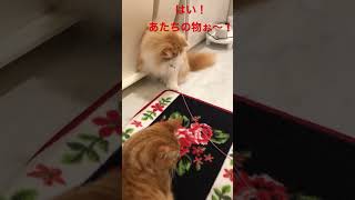 独占欲強め！みかんちゃん🍊の逆襲、笑🤣