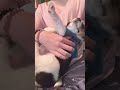 こちょこちょすると足もちょこちょこ動いてしまう子犬 子犬 柴ビー 犬動画