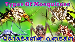 Mosquitoes Types || கொசுக்களின் வகைகள் || Velu Animals Documentary