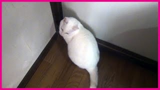 通せんぼをする白猫ユキ♪ Yuki blocks me in front of a door