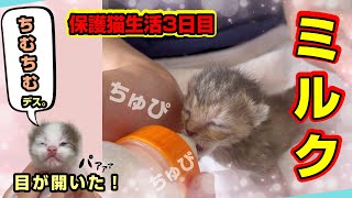 「ぱぁっかぁーん」子猫の目があいてきました。ミルクだけじゃない。天使すぎる寝姿がかわいすぎる。★3日目〈保護猫〉～Kitten growth record～