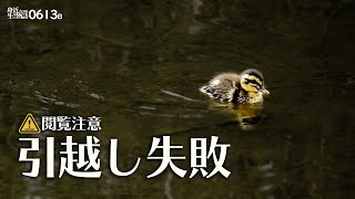 0613B【ヒナ混ぜカモ親子の悲劇】餌やり足止め。引っ越し失敗、落ちてはぐれる雛鳥。捕食するキセキレイ。カワセミ。オナガVSヒヨドリ。ヘビ死体閲覧注意