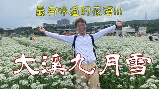 大溪韭菜花田 2020最有味道的景點